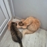 PERSİAN-NORVEÇ ORMAN KEDİSİ..!! fotoğraf