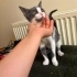 Ömürlük yuva aranıyor fotoğraf
