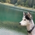 Alfa Yeni Yuvasını arıyor fotoğraf