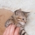 Akıllı minnak'a acil yuva izmit fotoğraf