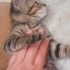 Akıllı minnak'a acil yuva izmit fotoğraf