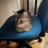 Kiviye ömürlük sahip aranıyor😣 fotoğraf