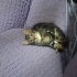 Domestic Longhair 3 aylık erkek sevgi dolu yavru fotoğraf