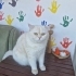 PAMUĞA YENİ YUVA fotoğraf