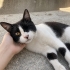 Oreo yuvasını Arıyor fotoğraf