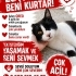 Oreo yuvasını Arıyor fotoğraf