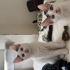 güzeller güzeli bebislere acil ömürlük yuva fotoğraf