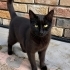 Zeytin yuvasını Arıyor fotoğraf