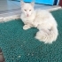 Sokağa Atılmış Tertemiz Bembeyaz Cins Kedi fotoğraf