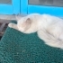 Sokağa Atılmış Tertemiz Bembeyaz Cins Kedi fotoğraf