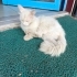 Sokağa Atılmış Tertemiz Bembeyaz Cins Kedi fotoğraf
