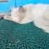 Sokağa Atılmış Tertemiz Bembeyaz Cins Kedi fotoğraf