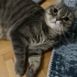 Sağlıklı, dişi, kısır, 3 yaşında, British Shorthair fotoğraf