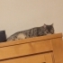 Sağlıklı, dişi, kısır, 3 yaşında, British Shorthair fotoğraf