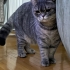 Sağlıklı, dişi, kısır, 3 yaşında, British Shorthair fotoğraf
