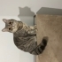 Sağlıklı, dişi, kısır, 3 yaşında, British Shorthair fotoğraf