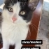 Çok akıllı ve oyuncu fotoğraf