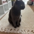 Scottisfold Kedimize Yuva Arıyoruz fotoğraf