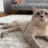 KISIR ACİL YUVA ARIYOR fotoğraf