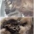 LÜTFEN ÇOK ACİL 😿 AKILLI, OYUN DELİSİ, SEVGİ DOLU BEBEĞE AİLE OLUR MUSUNUZ 🫶🏼 fotoğraf