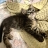 LÜTFEN ÇOK ACİL 😿 AKILLI, OYUN DELİSİ, SEVGİ DOLU BEBEĞE AİLE OLUR MUSUNUZ 🫶🏼 fotoğraf