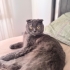 3 yaşında dişi 3 yaşında scottish fold kedimi sahiplendirme o istiyorum fotoğraf