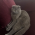 3 yaşında dişi 3 yaşında scottish fold kedimi sahiplendirme o istiyorum fotoğraf