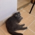 3 yaşında dişi 3 yaşında scottish fold kedimi sahiplendirme o istiyorum fotoğraf