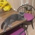 3 yaşında dişi 3 yaşında scottish fold kedimi sahiplendirme o istiyorum fotoğraf