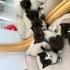 Yavrularımız 4 yavrudur 7 haziran doğumlular fotoğraf