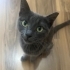 Melez yavru sahiplendirme ilani fotoğraf