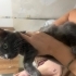 Melez yavru sahiplendirme ilani fotoğraf