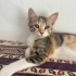 Bana yuva olurmusun fotoğraf