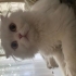 Sokakta buldum kedi bakmıyorum Sahiplendirme ücrt fotoğraf