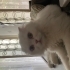 Sokakta buldum kedi bakmıyorum Sahiplendirme ücrt fotoğraf