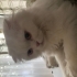 Sokakta buldum kedi bakmıyorum Sahiplendirme ücrt fotoğraf