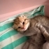 British Shorthair Yavrular Ve Annesi fotoğraf