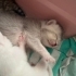 British Shorthair Yavrular Ve Annesi fotoğraf
