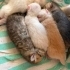British Shorthair Yavrular Ve Annesi fotoğraf