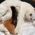 British Shorthair Yavrular Ve Annesi fotoğraf