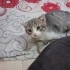 Scottish Fold, takip şartı ile ücretsiz sahiplendirilecek fotoğraf