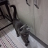 scottish fold, takip şartı ile sahiplendirilecek fotoğraf