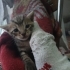 Denizli'de yavru kedi ilanı (2 aylık olunca sahiplerine verilecektir) fotoğraf