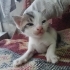 Denizli'de yavru kedi ilanı (2 aylık olunca sahiplerine verilecektir) fotoğraf