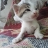 Denizli'de yavru kedi ilanı (2 aylık olunca sahiplerine verilecektir) fotoğraf