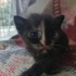 Denizli'de yavru kedi ilanı (2 aylık olunca sahiplerine verilecektir) fotoğraf