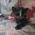 Denizli'de yavru kedi ilanı (2 aylık olunca sahiplerine verilecektir) fotoğraf