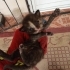 Denizli'de yavru kedi ilanı fotoğraf
