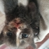 Denizli'de yavru kedi ilanı fotoğraf