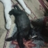 Denizli'de yavru kedi ilanı fotoğraf